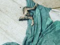 La vico se tragó el gato de la vecina🥲