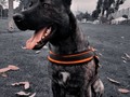 Que estés con nosotros mil vidas. 🐾🐾