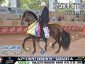42a Exposición Equina Grado A - ExpoOriente - Asdesilla 2018  TROCHA Y GALOPE GRAN CAMPEÑON  Seductor del Consuelo (Relicario F.C x Castañuela de la Máquina Abuelo Materno: Maracanazo)  #edwinproducciones #NaturalVeterinary #naturalmenteefectivo #asdesilla @asdesilla #trochaygalope #ccc #caballos #horses #cavalos #equinos #caballocriollocolombiano #trote #trocha #pasofino #pasofinocolombiano #pasohorse #fedequinas #expooriente2018 @agudeloluisfernando