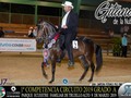 1ra COMPETENCIA CIRCUITO 2019 GRADO A - PUERTO RICO  GRAN CAMPEONA POTRANCAS : Gitana de la Nube (Bribón de San Isidro x La Elegida del Alba Abuelo Materno El Caucus de Resplandor) . #cavalos #equinos #caballos #pasofino #pasohorse #horses #losabiertos #puertorico #caballo #edwinproduccionesinternational #instahorses #instagood #nature #ilovemyhorse #beautiful #pretty #photooftheday #horsestagram #instahorses @criaderodelareina @j7tours_usa @j7tours @losabiertos