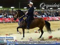V FESTIVAL EQUINO DE AMAZONAS 2019  TROTE Y GALOPE  PRIMERA FINALISTA: Orquídea de Burgueño . . .  #cavalos #equinos #caballos #ccc #caballocriollocolombiano #pasofino #pasofinocolombiano #pasohorse #fedequinas #edwinproducciones #trocha #trochaygalope #trote #horses #horse #horsesofinstagram #toptags #horseshow #horseshoe #horses_of_instagram #horsestagram #instahorses #instagood #ilovemyhorse #horsesofinstagram #amazonas #festival @criaderosiberia @asdepaso @criaderodelareina