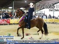V FESTIVAL EQUINO DE AMAZONAS 2019  TROTE Y GALOPE  GRAN CAMPEONA: Violeta II del Cielo (Inquieto de las Guacas x Alondra Abuelo Materno Exitoso de la Alhambra) . . .  #cavalos #equinos #caballos #ccc #caballocriollocolombiano #pasofino #pasofinocolombiano #pasohorse #fedequinas #edwinproducciones #trocha #trochaygalope #trote #horses #horse #horsesofinstagram #toptags #horseshow #horseshoe #horses_of_instagram #horsestagram #instahorses #instagood #ilovemyhorse #horsesofinstagram #amazonas #festival @criaderosiberia @asdepaso @criaderodelareina