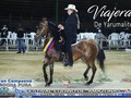 V FESTIVAL EQUINO DE AMAZONAS 2019  TROCHA COLOMBIANA  GRAN CAMPEONA: Viajera de Yarumalito (Fragante F. C X Condena Abuelo Materno Maraqueño F. C) . .  #cavalos #equinos #caballos #ccc #caballocriollocolombiano #pasofino #pasofinocolombiano #pasohorse #fedequinas #edwinproducciones #trocha #trochaygalope #trote #horses #horse #horsesofinstagram #toptags #horseshow #horseshoe #horses_of_instagram #horsestagram #instahorses #instagood #ilovemyhorse #horsesofinstagram #amazonas #festival @criaderosiberia @asdepaso @criaderodelareina