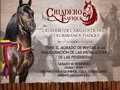 El Criadero Tsafiqui invita a todos los amantes del Caballo Criollo Colombiano que están en Ecuador a la inauguración de sus instalaciones este 16 de Marzo, lugar donde se realizará la Exposición Nacional Equina el 16 y 17 de Marzo, los esperamos!!! @asdecuador @tsafiqui #equinos #caballos #ccc #pasofino #pasohorse #horses #horse #ecuador #horsesofinstagram #toptags #horseshow #horseshoe #horses_of_instagram #horsestagram #instahorses #instagood #nature #ilovemyhorse #beautiful #pretty #photooftheday #bestoftheday #edwinproduccionesinternational #trocha #trochaygalope #galope #diagonales