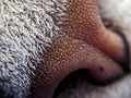 Who Nose