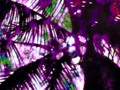 Purple Coconut Tree
