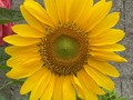 Cómo el sol resplandeciente #flordelsol