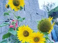 #girasoles🌻 #flordelsol🌻 #resplandece #natureza #flor
