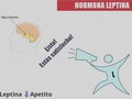 La leptina, hormona reguladora del apetito, se ha puesto de moda, y hay quien ve en ella la panacea para acabar con el sobrepeso y la obesidad. Que no te engañen, porque no hay nada demostrado. ¿Qué es la leptina? La leptina es una hormona que regula el apetito. Su función principal es la de inhibir la ingesta de alimentos y aumentar el gasto energético, para mantener constante el peso corporal. La leptina es la responsable de generar la señal de saciedad en el cerebro. Para ello, estimula una zona del hipotálamo enviando una señal que informa que existe tejido adiposo suficiente. La consecuencia es que se provoca la reducción en la ingesta de alimentos. Con esto, es fácil comprender que la leptina sea un elemento clave en la obesidad. ¿Cómo llega al organismo? Esta hormona es sintetizada por el tejido adiposo en cantidad proporcional a la masa grasa del organismo. Cuanta más grasa, más leptina. Las personas que no sintetizan o no producen esta hormona no disponen de este mecanismo de saciedad y freno de la ingesta calórica con el consiguiente riesgo de desarrollar obesidad. ¿Leptina contra la obesidad? Con todos estos datos, no es extraño pensar que la “cura” de la obesidad pasaría por tratar a las personas con sobrepeso u obesidad con leptina. Y eso es lo que argumentan los que intentan enriquecerse comercializando esta hormona. Pero: Los niveles de leptina en las personas obesas son normales o incluso superan los normales. Se ha comprobado que quienes padecen obesidad desarrollan resistencia a la señal de esta hormona: es decir a pesar de que se detectan altos niveles de leptina en sangre, el organismo no responde a la señal. No hay pruebas concluyentes de la eficacia de un suplemento de leptina. La obesidad es un trastorno en el que intervienen factores tanto gené como ambientales. Es el resultado de un balance positivo entre la cantidad total de energía ingerida y su gasto, es decir, el que tiene kilos de más es porque come más de lo que gasta… que no quiere decir que coma mucho. Para equilibrar ese balance la clave está en la dieta y el ejercicio #leptina #controla #apetito #saciedad #cerebro #resitencia #obesidad