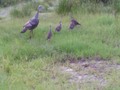 Turkey family that made me late this morning crossing the road :)