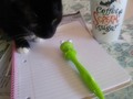 4 things needed to plot your NaNo novel. Beverage in a cool mug, new notebook, fun froggy pen, and your writing buddy :)