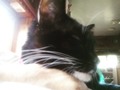 Morning snuggles #BellatrixLePurrr #blackcatsofinstagram