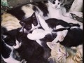 Estos hermosos #gatitos estan en busca de un #hogar #adoptaNOcompres @cuerpoesbelto