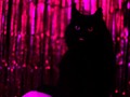 Mi gata y su super poder de absorber toda la luz
