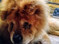 Viejo mi querido Viejo #Yumbo #Chowchow #dog 19 años increíble #Perro