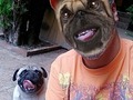 Con mi hermano #Chato en Cuarentena 🐾  @elchatomm . . . . . . . . #RatingMan #elmorenomichael #pug #mascota #perro #caraeperro #cuarentena #40tena #venezuela #puglove