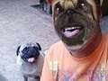 Con mi hermano #Chato en Cuarentena 🐾  @elchatomm . . . . . . . . #RatingMan #elmorenomichael #pug #mascota #perro #caraeperro #cuarentena #40tena #venezuela #puglove