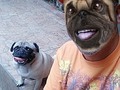 Con mi hermano #Chato en Cuarentena 🐾  @elchatomm . . . . . . . . #RatingMan #elmorenomichael #pug #mascota #perro #caraeperro #cuarentena #40tena #venezuela #puglove