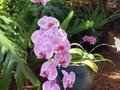Las flores en vida! #flowers #fleur #flores #orquideas #orchid #orchids