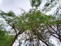 "Testigos" #nature #naturephotography #tree #trees #arbol #arboles