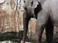 Elephant at the Manila Zoo