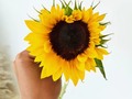 Las cosas más bellas no son perfectas son especiales 🌻💛  A quien le regalarías este girasol?
