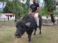 No se que situaciones estés viviendo o las pruebas que estés atravesando, pero quiero animarte a buscar a Dios y recibir las fuerzas que provienen de Él.  El búfalo es un animal que cuanto más cansado está, más fuerzas tiene y sigue adelante con vigor. Esas son las fuerzas que Dios quiere darnos, en medio de toda adversidad.  Pero tú aumentarás mis fuerzas como las del búfalo; Seré ungido con aceite fresco. Salmos 92:10 RVR1960