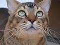 Ojitos tiernos 👀💕 IT: Occhi teneri  #pamperedcats #catsofinstagram #cutepetclub #petchannel #fluffyweek #babyanimallife #animalscube #justanmls #catsofday #catsrcrazy #cats_of_world #cats_of_instworld #cats_of_day #pleasantcats #bestcataward #catsofworld #catmyboss #animalsco #animalnaturehq #animaladdicts #igcutest_animals #AwhAnimals #bestmeow #themeowlife #happypetclub