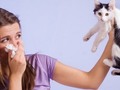 ¿ERES ALÉRGICO ENTONCES TIENES QUE ENTREGAR EN DONACIÓN A TU GATO? ¡NO! Está claro que la alergia a los gatos se produce por ciertas proteínas segregadas por su piel, saliva y orina. En algunos casos el mismo gato ayuda a desarrollar inmunidad, pero la verdad no en todos, sin embargo, hay muchas cosas que puedes hacer para controlar los factores alérgenos sin necesidad de llegar a algo tan traumático para ti y para tu gato: 1. Preferible que tu gato sea de pelo corto, pero si lo tiene largo, cepíllalo más. 2. Evita los muebles tapizados, acumulan más pelo. 3. Lava sus comederos, bebederos y bandeja sanitaria con más frecuencia. 5. Restríngele el ingreso a tu dormitorio.
