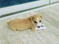 Hermoso cachorro en adopción machito  Mayor info 3015029832