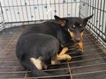 Esta es la cara del abandono 😭 su familia decidió entregarla a pesar de que tienen más animales a cargo... Vamos todos a compartir las fotos de ella que subiremos mas tarde para que encuentre un hogar para toda la vida en esta navidad, es una pinscher doberman la esterilizados hoy si te interesa escríbenos 3176687686