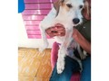 Hermosas princesas en adopción fueron rescatadas en Barranquilla, necesitamos ayuda para encontrarles un super hogar son mediana pequeña y bueno solo pedimos que nos colaboren con la cirugía de esterilización, están desparasitada, mi amiga las vacuno, ahora las tenemos para encuentren su hogar ideal
