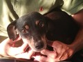 Hermosas princesas en adopción fueron rescatadas en Barranquilla, necesitamos ayuda para encontrarles un super hogar son mediana pequeña y bueno solo pedimos que nos colaboren con la cirugía de esterilización, están desparasitada, mi amiga las vacuno, ahora las tenemos para encuentren su hogar ideal