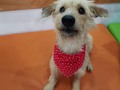 Lo recuerdan? El es CHAMPI lleva con nosotros al rededor de 8 meses, tuvo hemoparasitos, tumor nasal, estuvo moribundo, y renació gracias a su ayuda recuperó su salud, el ha tenido muchos amiguitos perrunos que estuvieron compartiendo con el, se llevaban a todos menos a él, gracias a Dios llegaron estas hermosas personas a su vida, y su historia les tocó el alma, como pueden ver todos en la ve a champi pq el siempre salia a saludar a la gente, y pues todo el mundo feliz despidiéndose dándole las mejores energías! Gracias por siempre lo bueno es que compartirá con otra bebe rescatada, hoy Champi se convierte en nuestro #adoptadosawabona2020 1