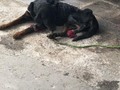 Caso 4. 2020 este es el primer caso crítico de este año, lo llamaremos THOR POR QUE ES UN BEBE FUERTE, por tal motivo necesitamos que todos pongan una manito en el corazón y nos ayuden a salvarlo, hace unas horas me contacto una persona que ingresó a una bodega la cual arrendo y adivinen la sorpresa encontraron este hermoso bebé amarrado y moribundo, no pudimos decir que no, no tenemos más espacio pero algo haremos con tal de que sobreviva, esta demasiado mal ya va camino a la veterinaria si deseas donar porfavor bancolombia 55495192058 ahoorsos o Daviplata 3176687686 les estaremos avisando esta noche lo que se le haga y el pronóstico del pequeño