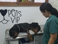 Aquí vamos este es el rescate de THOR, ya estará en buenas manos pídanle a Dios que lo deje vivir para que sepa que es el AMOR VERDADERO, SI DESEAN AYUDARNOS PORFAVOR DONEN bancolombia 55495192058 ahorros o Daviplata 3176687686 voy a compartir con uds en un rato la cuenta del perrito