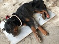 Caso 4. 2020 este es el primer caso crítico de este año, lo llamaremos THOR POR QUE ES UN BEBE FUERTE, por tal motivo necesitamos que todos pongan una manito en el corazón y nos ayuden a salvarlo, hace unas horas me contacto una persona que ingresó a una bodega la cual arrendo y adivinen la sorpresa encontraron este hermoso bebé amarrado y moribundo, no pudimos decir que no, no tenemos más espacio pero algo haremos con tal de que sobreviva, esta demasiado mal ya va camino a la veterinaria si deseas donar porfavor bancolombia 55495192058 ahoorsos o Daviplata 3176687686 les estaremos avisando esta noche lo que se le haga y el pronóstico del pequeño