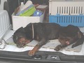 Aquí vamos este es el rescate de THOR, ya estará en buenas manos pídanle a Dios que lo deje vivir para que sepa que es el AMOR VERDADERO, SI DESEAN AYUDARNOS PORFAVOR DONEN bancolombia 55495192058 ahorros o Daviplata 3176687686 voy a compartir con uds en un rato la cuenta del perrito