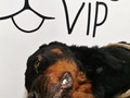 DESCANSA EN PAZ THORY LLEGAMOS TARDE😭 GRACIAS A @petsvipclub por todo el apoyo, al señor que reportó este caso e hizo hasta lo imposible por ayudarla, no hay derecho, gracias a cada una de las personas que se solidarizaron con ella, aquí les muestro su estado.... Lo siento mucho 😭😭😭 ahorita me dirijo a la vet a cancelar todo  GRACIAS AMIGOS