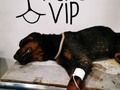 DESCANSA EN PAZ THORY LLEGAMOS TARDE😭 GRACIAS A @petsvipclub por todo el apoyo, al señor que reportó este caso e hizo hasta lo imposible por ayudarla, no hay derecho, gracias a cada una de las personas que se solidarizaron con ella, aquí les muestro su estado.... Lo siento mucho 😭😭😭 ahorita me dirijo a la vet a cancelar todo  GRACIAS AMIGOS