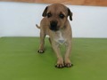 Hola me llevas a casa? Soy una linda niña negativa a parvo y moquillo, inicie mi esquema de vacunacion y tengo 2 meses me llevas a casa? 3176687686
