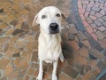 Que tal este guapo? Estaba enos huesito se llama homero, aún se encuentra muy flauqito pero bueno poco a poco y con mucho amor estamos intentando que aumente de peso, es claro que en un hogar donde lo adoren se recuperaría más rápido, por eso pedimos a todos que compartan, el es juicioso, dulce, amigable, ya es un perrito adulto, merece pasar el resto de su vida en un hogar ideal SE envía a cualquier ciudad si conseguimos un excelente adoptante El es lo máximo 💓 Adopta 3176687686