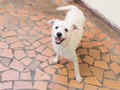 Duma siempre feliz, continua esperando un hogar para toda la vida, es especial, juguetona, a todos lso que tengan niños y quieran una perrita ella es la indicada, esta vacunada esterilizada desparasitada y merece un hogar para toda la vida 3176687686