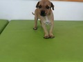 Perritos disponibles en adopción 3176687686