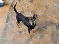 Perritos disponibles en adopción 3176687686