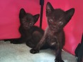 GATITOS DISPONIBLES, ENTRE MACHITOS Y HEMBRAS 🙊💓 ANÍMATE A DARLES UNA SEGUNDA OPORTUNIDAD 😁 LOS NEGRITOS Y LA TIGRITA SE ENTREGAN EN APROXIMADAMENTE 3 SEMANAS ESTAN EN PROCESO DE DESPARASITACION LA TIGRITA CON BLANCO Y EL BLANCO CON NEGRO ESTAN LISTOS PARA IRSE A UN HOGAR Son 7 gatitos a la espera de un hogar maravilloso, animate a darles una opirtunidad 3176687686