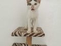 GATITOS DISPONIBLES, ENTRE MACHITOS Y HEMBRAS 🙊💓 ANÍMATE A DARLES UNA SEGUNDA OPORTUNIDAD 😁 LOS NEGRITOS Y LA TIGRITA SE ENTREGAN EN APROXIMADAMENTE 3 SEMANAS ESTAN EN PROCESO DE DESPARASITACION LA TIGRITA CON BLANCO Y EL BLANCO CON NEGRO ESTAN LISTOS PARA IRSE A UN HOGAR Son 7 gatitos a la espera de un hogar maravilloso, animate a darles una opirtunidad 3176687686