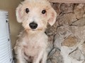Teddy busca un hogar para toda la vida 🥰💓3176687686