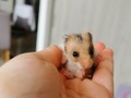 La vida es más linda con un hamster