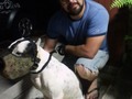 Caso 35. 2020 Lo recuerdan? Sufrió tanto nuestro STROKER, GRACIAS A Dios tuvo una segunda oportunidad en esta cuarentena y encontró la mejor familia del mundo Gracias a todos por compartir #adoptadosawabona2020 26a9f